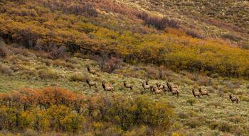 Herd of elks on the meadows captured near Last Dollar Road, Ridgway, Colorado, USA