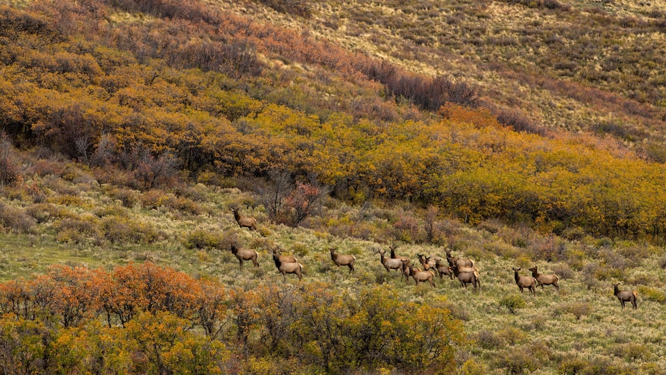 Herd of elks on the meadows captured near Last Dollar Road, Ridgway, Colorado, USA