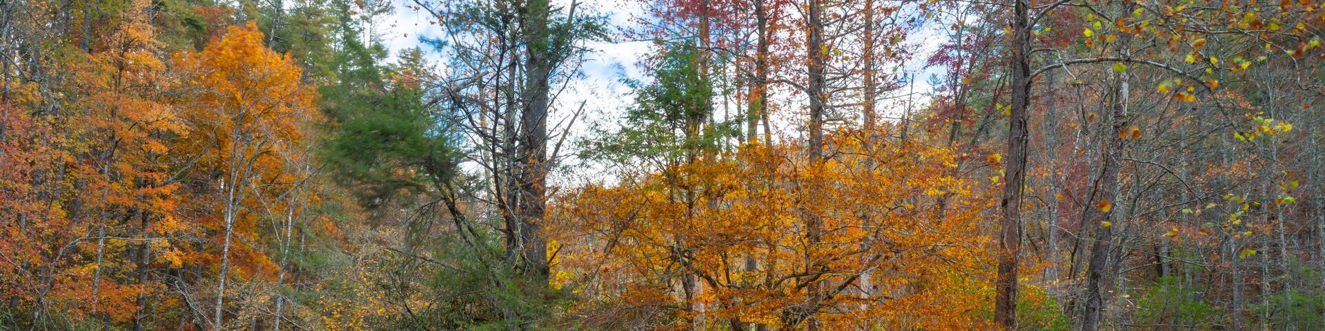 Trees with fall color reflected in stream tumbling over rocks