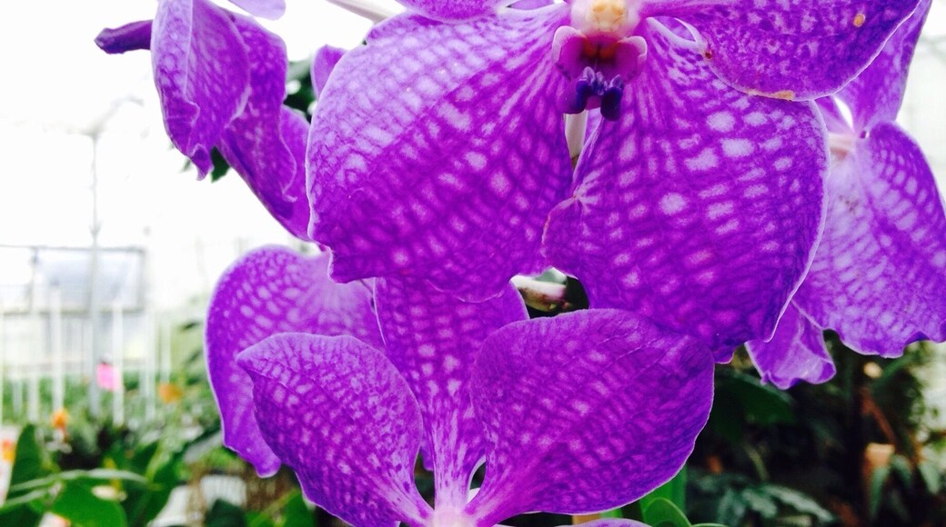If you are an orchid fan or just an avid gardener, this place has an outstanding collection of exotic orchids that can be shipped to the mainland.