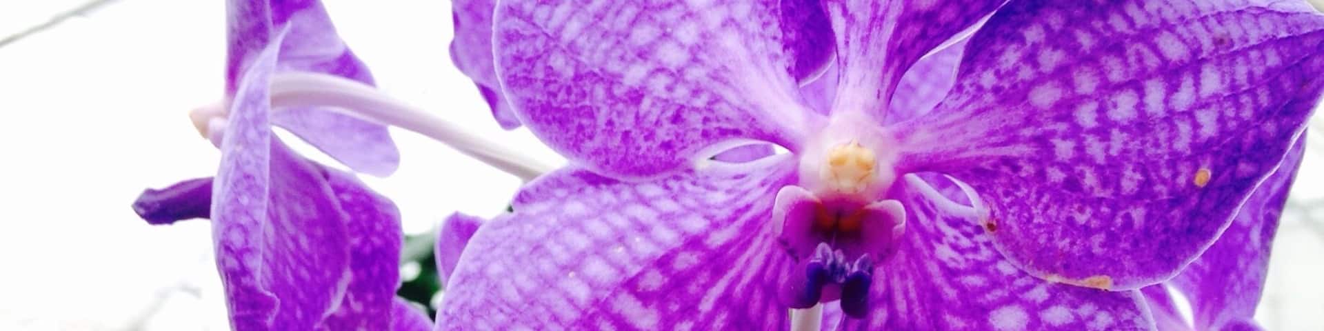 If you are an orchid fan or just an avid gardener, this place has an outstanding collection of exotic orchids that can be shipped to the mainland.