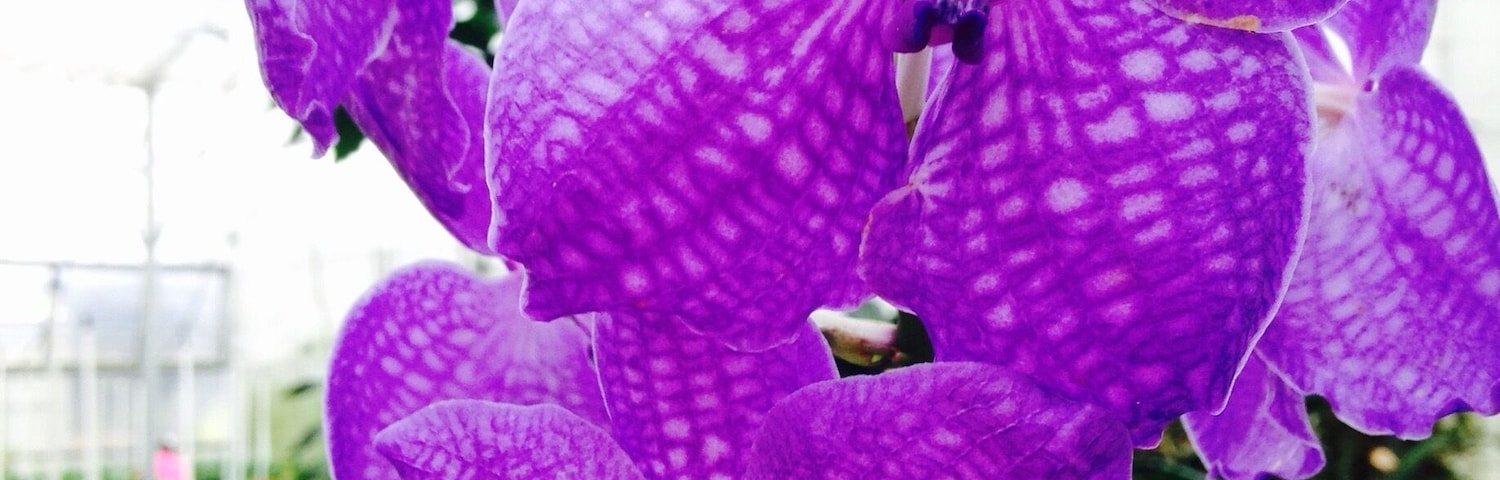 If you are an orchid fan or just an avid gardener, this place has an outstanding collection of exotic orchids that can be shipped to the mainland.