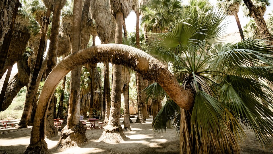 A grove of palm trees with a large, curved trunk arching over a bench.