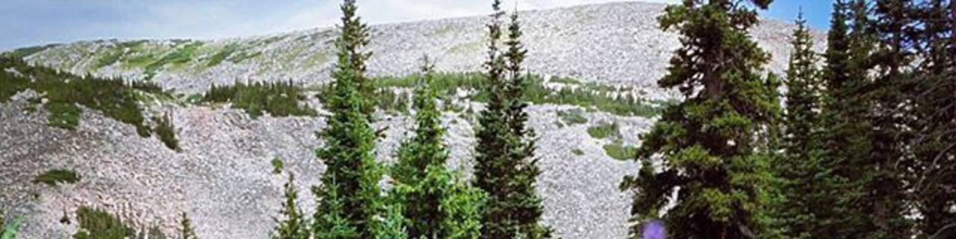 On the #hike to #BlueLake there were tons of beautiful #wildflowers #💐 #forest #wilderness #BrainardLake #colorado #WeekendGetaway