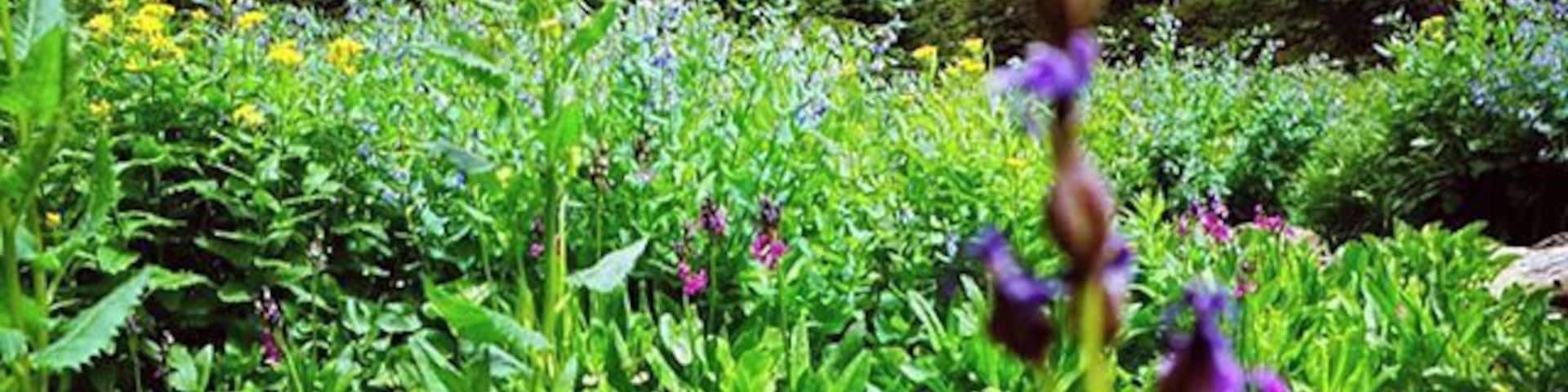 On the #hike to #BlueLake there were tons of beautiful #wildflowers #💐 #forest #wilderness #BrainardLake #colorado #WeekendGetaway