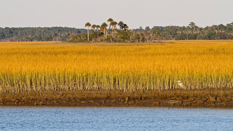 South Carolina Salt Marsh