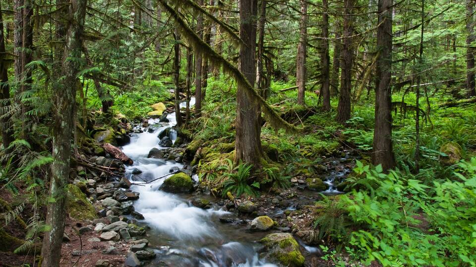A forest stream with moss-covered rocks and dense green foliage.