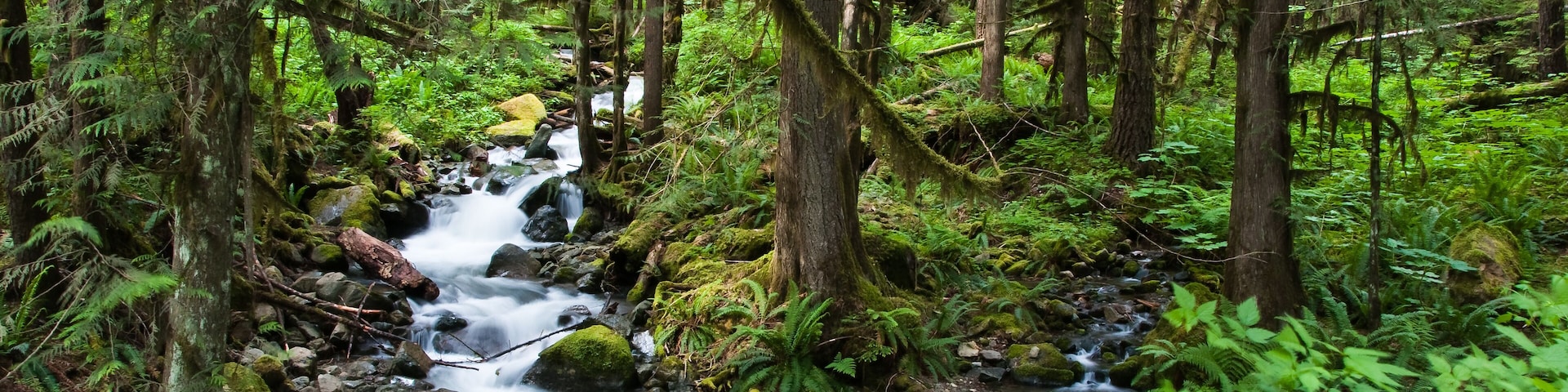 Mountain Forest Stream in Lush Forest