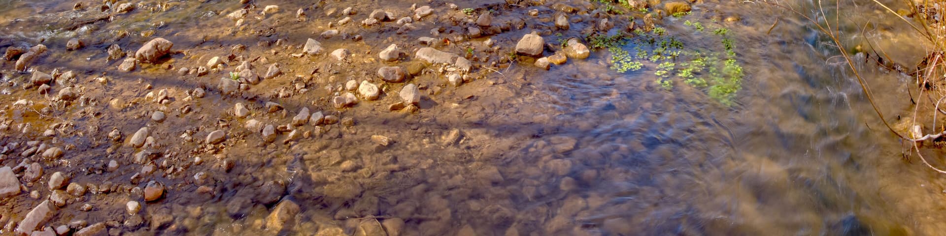 Verde River in Dead Horse Ranch State Park AZ