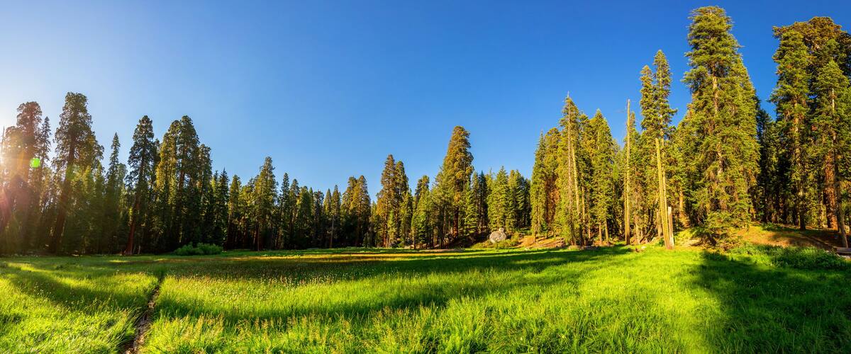 Meadow against huge pine forest panoramic view