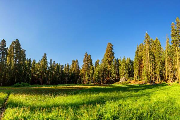 Meadow against huge pine forest panoramic view