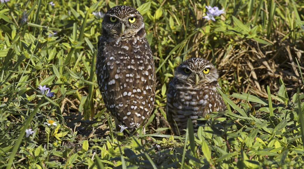 Pair of Florida burrowing owls in Coral Gables