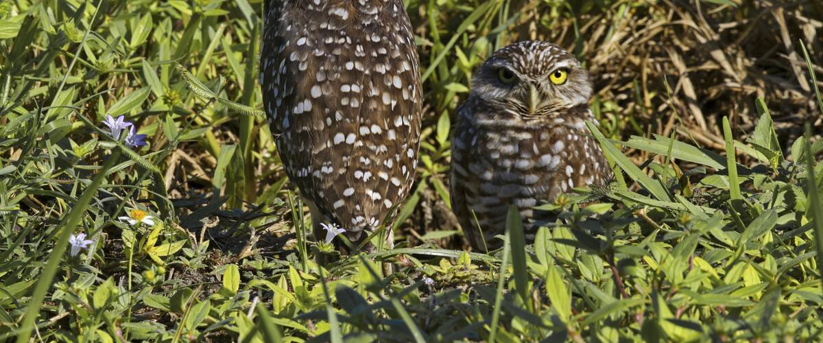 Pair of Florida burrowing owls in Coral Gables