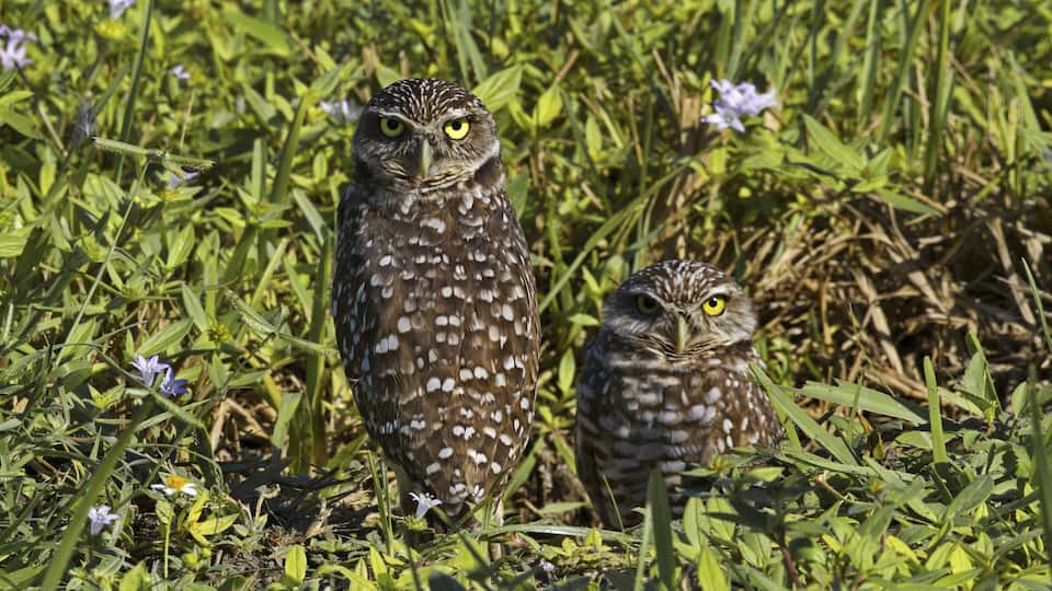 Pair of Florida burrowing owls in Coral Gables