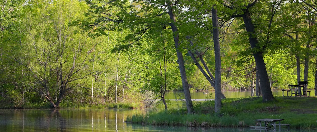 Lush green park and tree reflections
