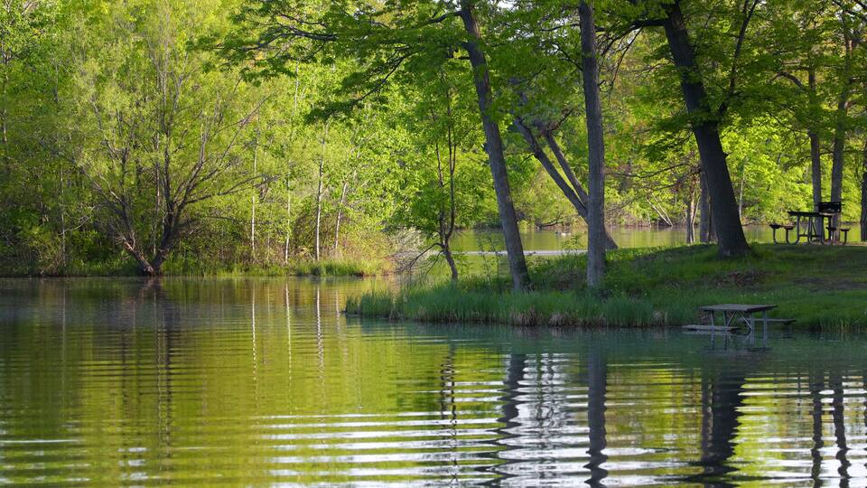 Lush green park and tree reflections