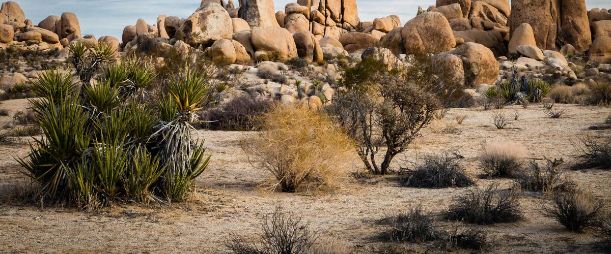 "Desert Art" The Mojave and Colorado Deserts transition in Joshua Tree National Park. The park is just east of Palm Springs in Southern California.