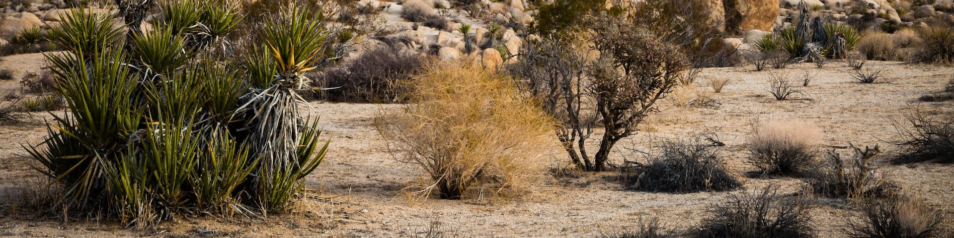 "Desert Art" The Mojave and Colorado Deserts transition in Joshua Tree National Park. The park is just east of Palm Springs in Southern California.