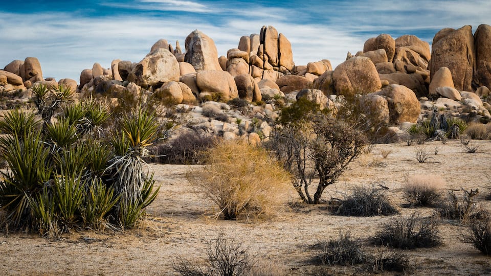 "Desert Art" The Mojave and Colorado Deserts transition in Joshua Tree National Park. The park is just east of Palm Springs in Southern California.