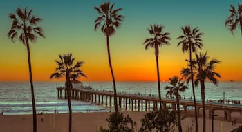 Palm trees at Manhattan Beach at sunset. Fashion travel and tropical beach concept.