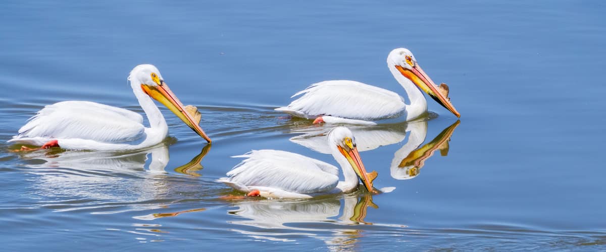 American white pelicans, Shoreline Park, Mountain View, California