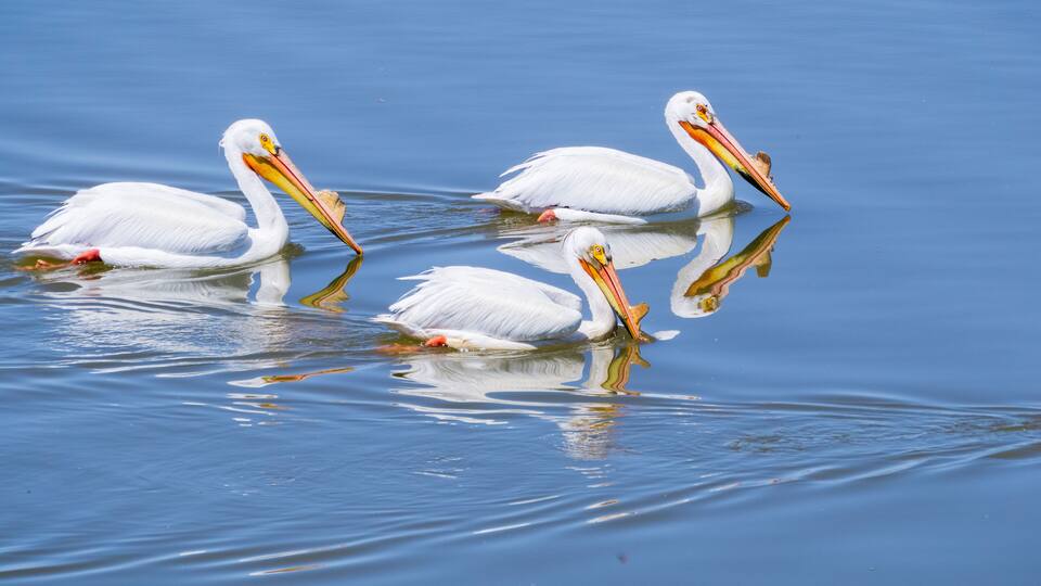 American white pelicans, Shoreline Park, Mountain View, California