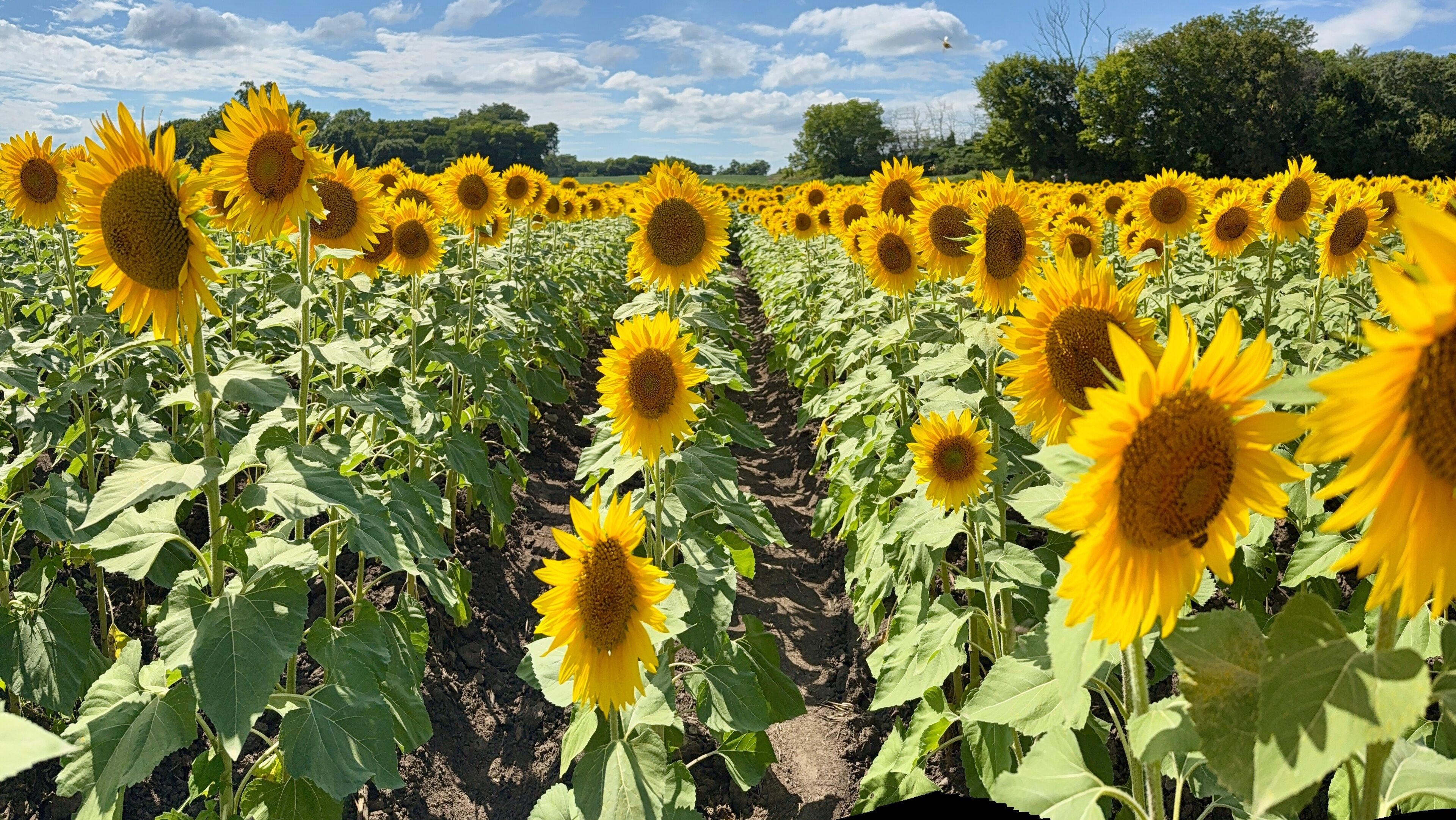 Sunflowers - The State Flower of Kansas
