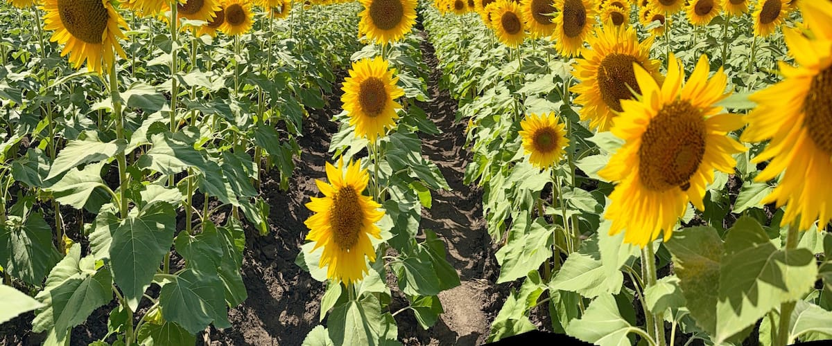 Sunflowers - The State Flower of Kansas