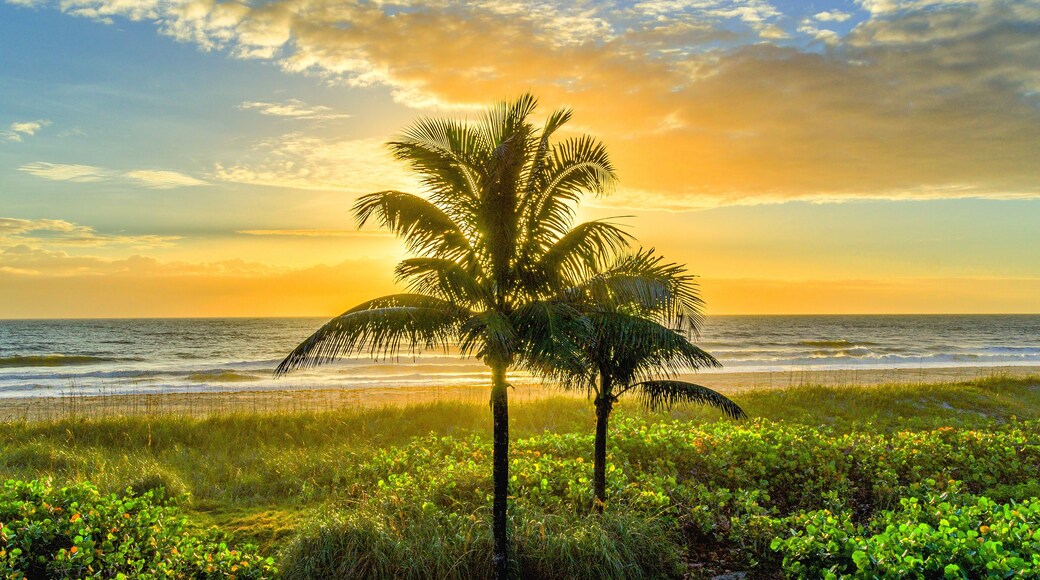 Lone Palm Tree at Sunrise on Cocoa Beach, Florida