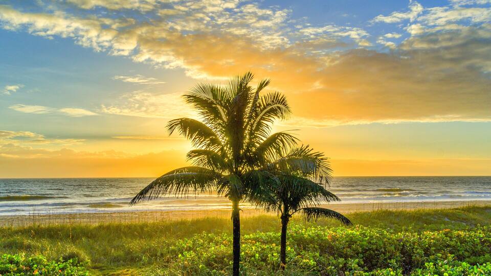 Lone Palm Tree at Sunrise on Cocoa Beach, Florida