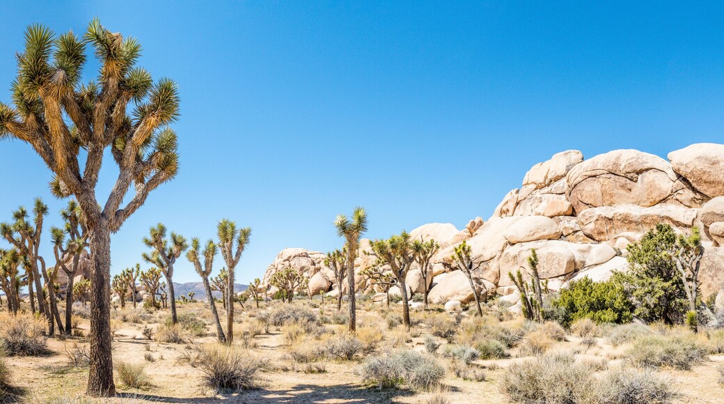 Panorama of Joshua trees (Yucca brevifolia) in Hall of Horrors area of Joshua Tree National Park, California