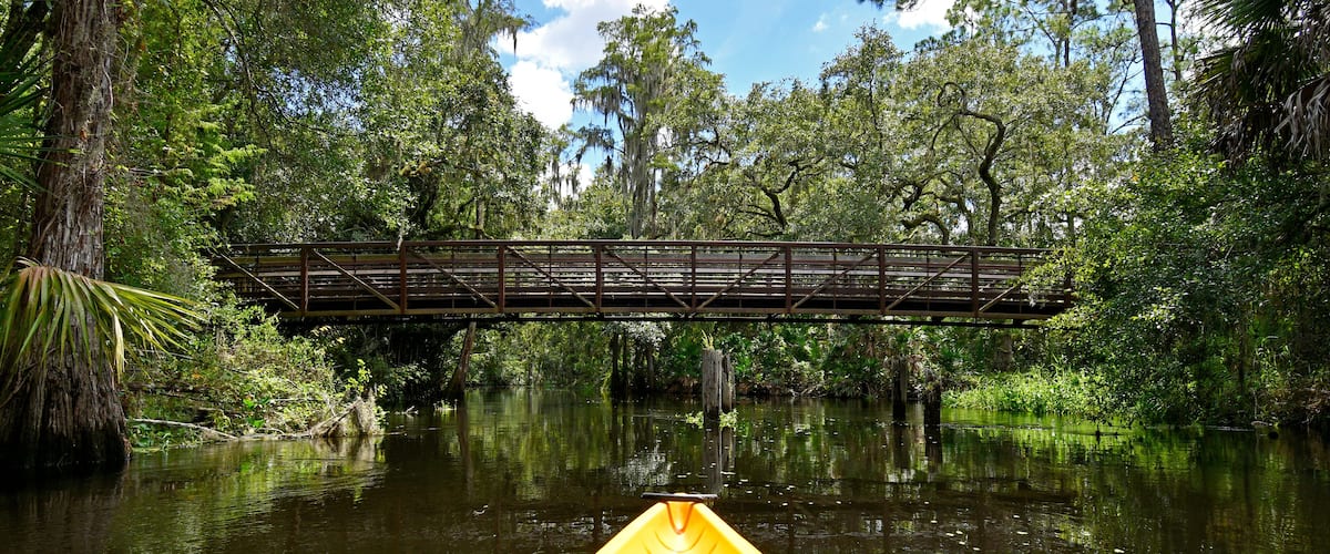 Exploring Shingle Creek on a kayak Eco Tour through a beautiful cypress forest in Kissimmee just south of Orlando, Florida