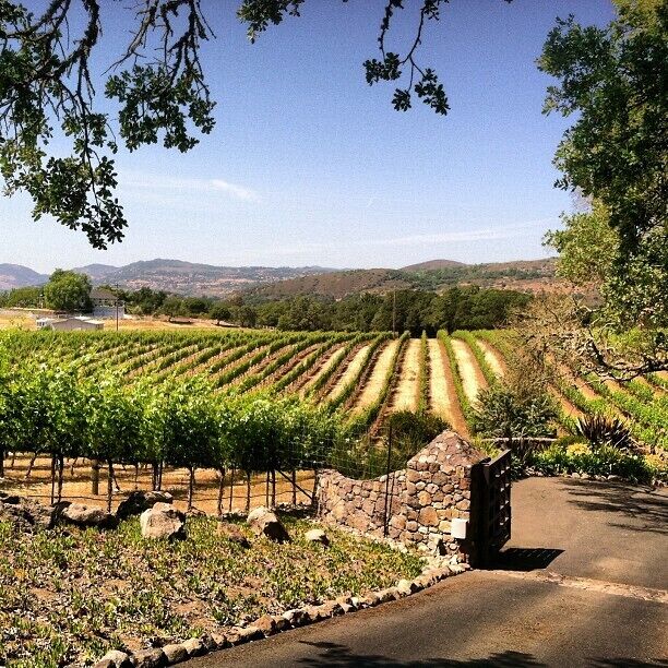 #napa #napavalley #california #memorialday #vineyard #babywine