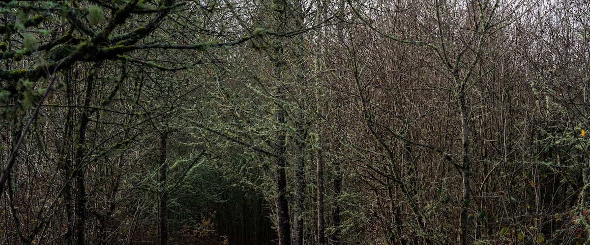 BoardWalk of Happy Valley Wetland Park in Oregon