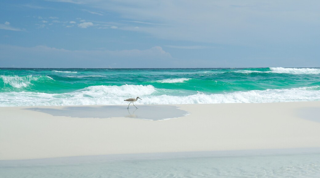 Coastal Bird in Navarre Beach, Florida. Paradise with white sand and turquoise water.
