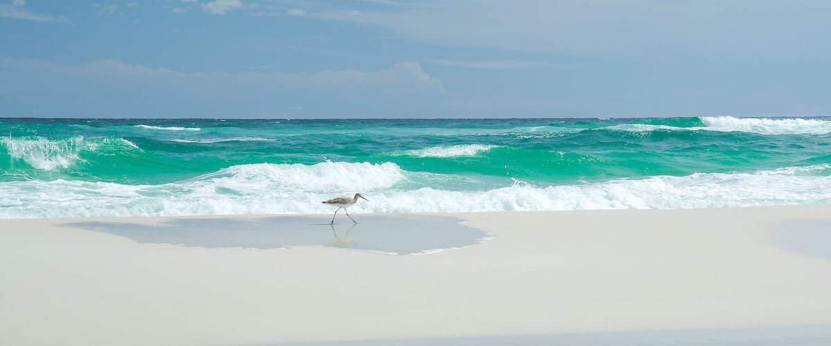 Coastal Bird in Navarre Beach, Florida. Paradise with white sand and turquoise water.