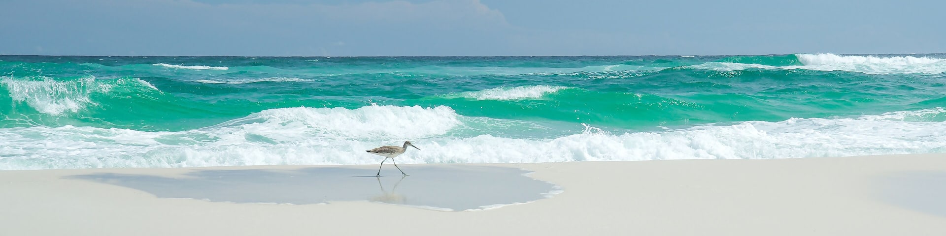 Coastal Bird in Navarre Beach, Florida. Paradise with white sand and turquoise water.