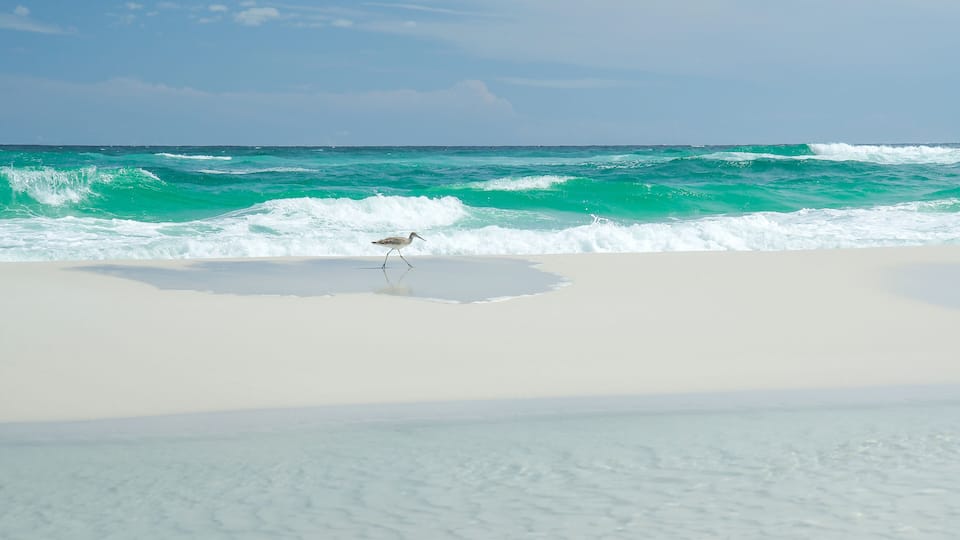 Coastal Bird in Navarre Beach, Florida. Paradise with white sand and turquoise water.