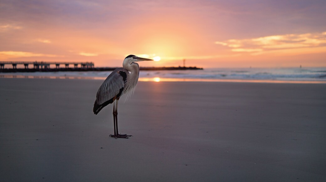 Heron at sunrise on Florida beach