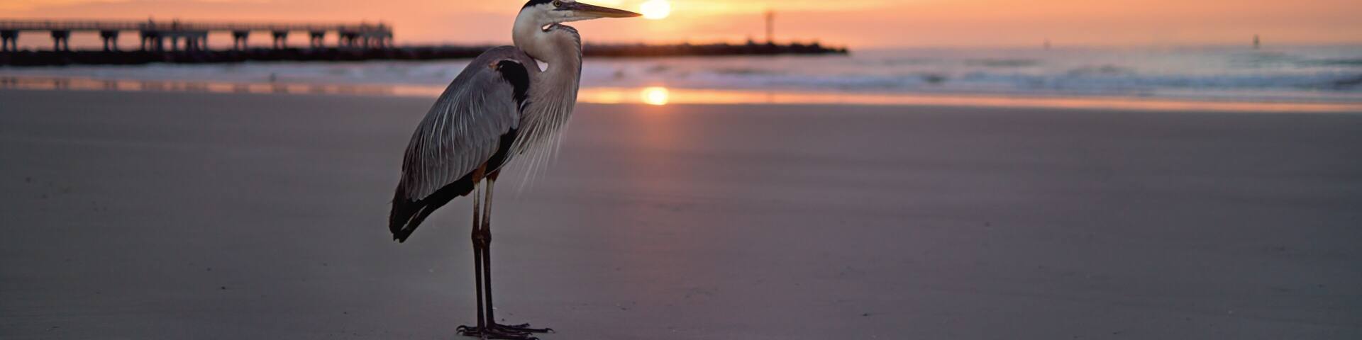 A heron standing on a beach with a sunset in the background.