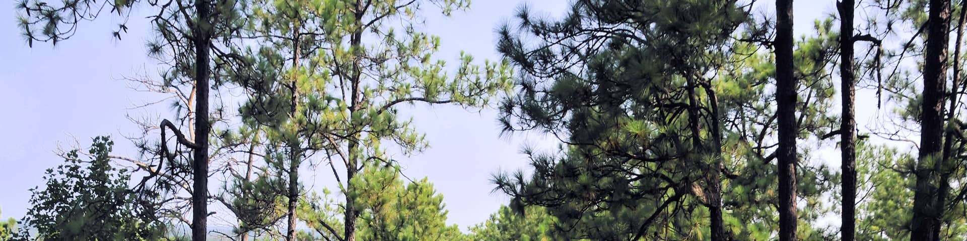 Cherokee Ridge / Views from Smith Mountain near Dadeville, Alabama