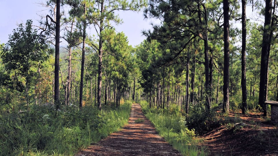 Cherokee Ridge / Views from Smith Mountain near Dadeville, Alabama