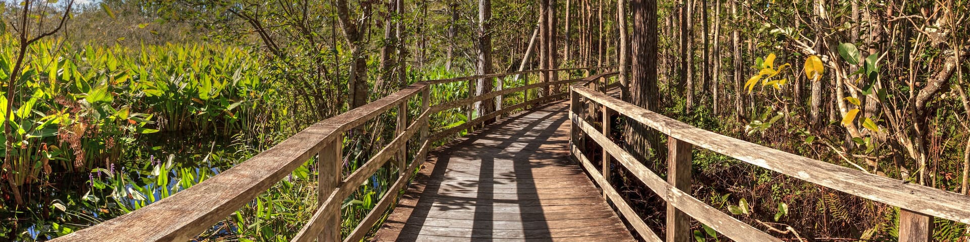 Boardwalk path at Corkscrew Swamp Sanctuary in Naples