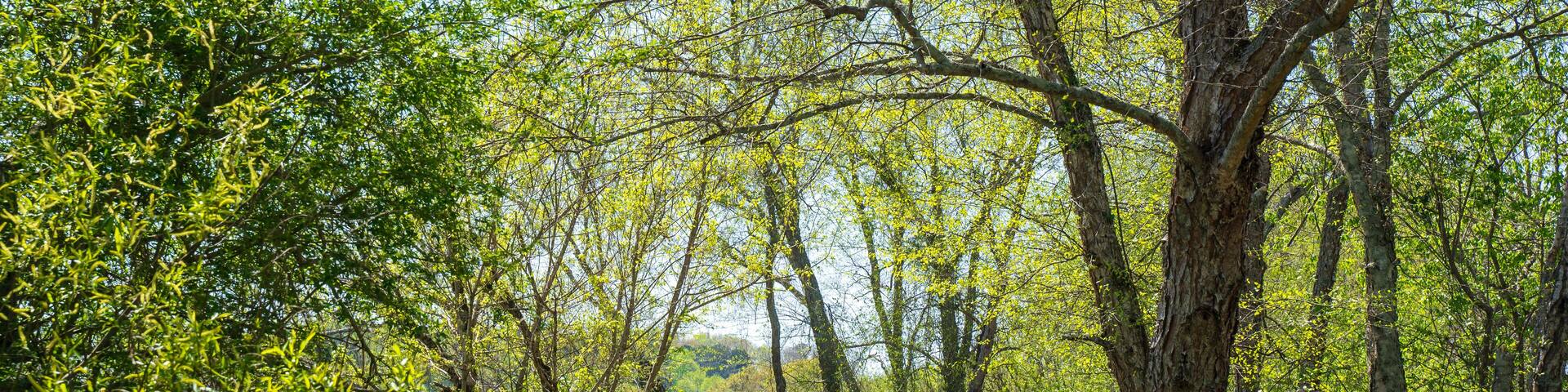 Roswell Riverwalk Boardwalk is a 7-mile off-road path runs along the Chattahoochee River in Roswell, Georgia, north of Fulton County. A walking path along the river. People can walk their pets