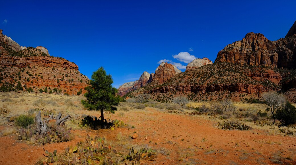 ๋ด ์ ์คํ๋ง์ค