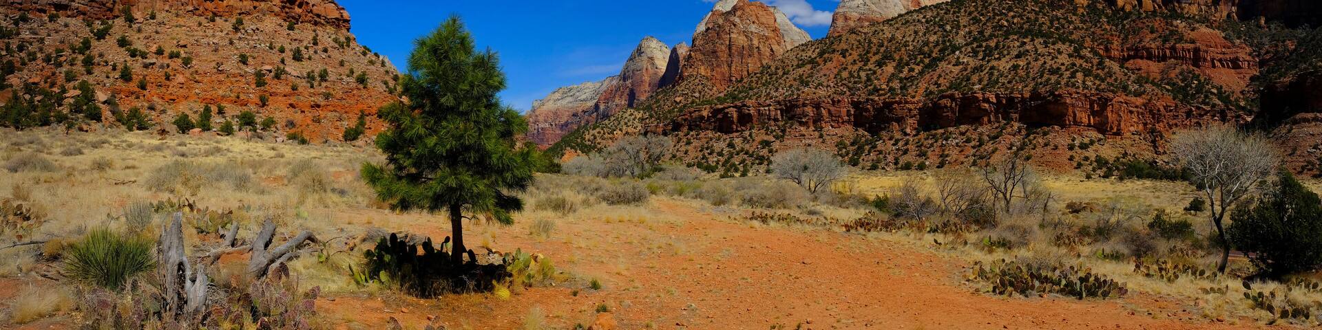 Zions National Park Canyon with Pine Tree Blue Sky Cliffs and Cacti Cactus
