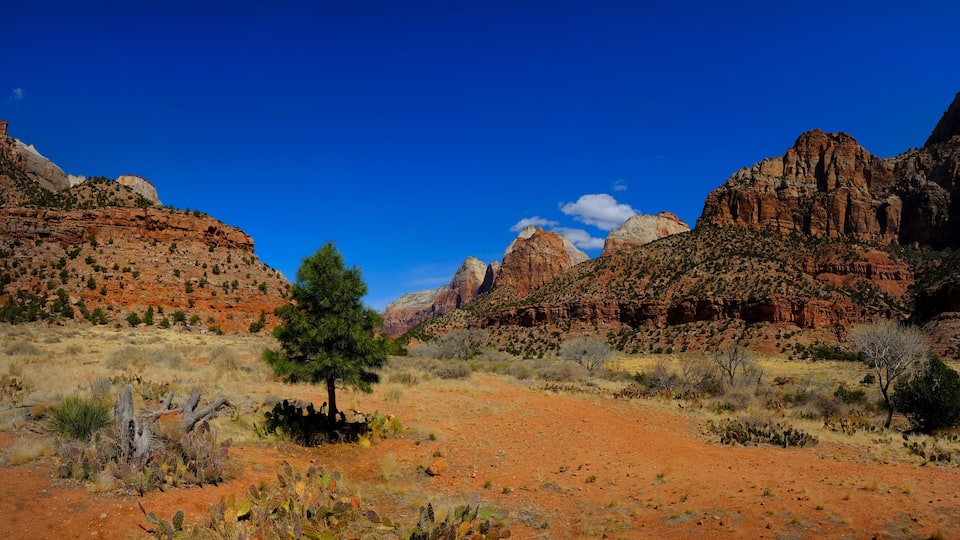 Zions National Park Canyon with Pine Tree Blue Sky Cliffs and Cacti Cactus