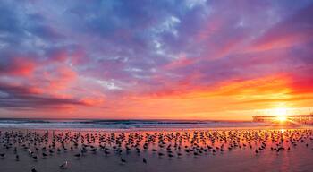 Vibrant hues paint the sky over Daytona Beach as seagulls dance along the shoreline, welcoming a new day under the gentle glow of dawn.
