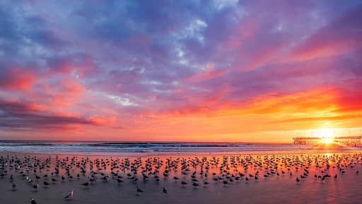 Vibrant hues paint the sky over Daytona Beach as seagulls dance along the shoreline, welcoming a new day under the gentle glow of dawn.