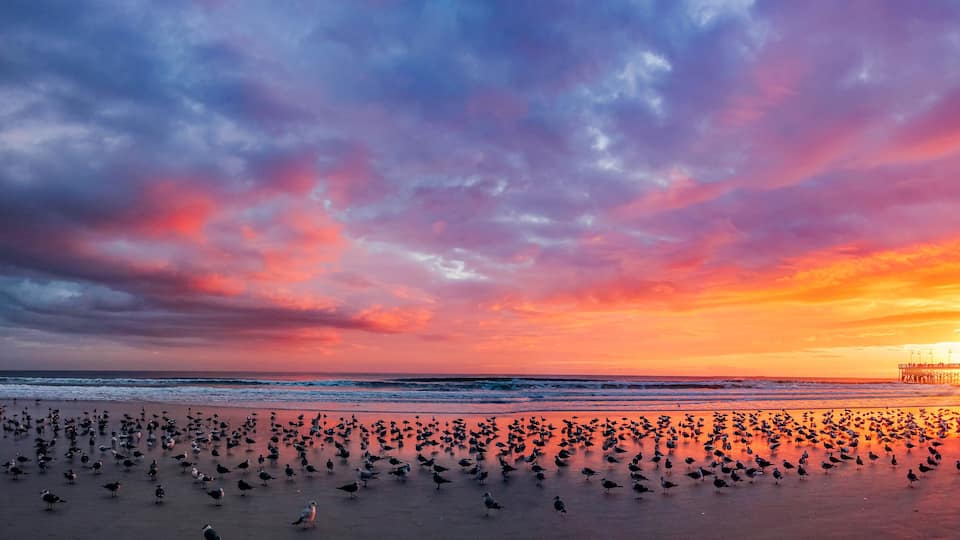 Vibrant hues paint the sky over Daytona Beach as seagulls dance along the shoreline, welcoming a new day under the gentle glow of dawn.